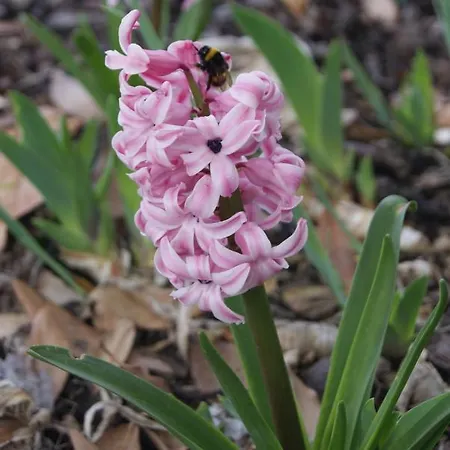 Casa de Campo Casa De Santo Antão - Padroes (Coimbra)