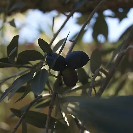 Casa de Campo Casa De Santo Antão -