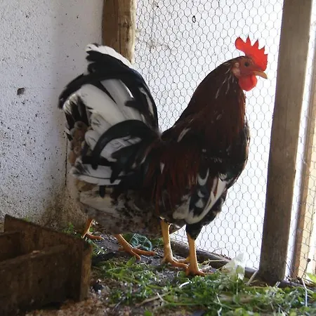 Casa De Santo Antão - Padroes (Coimbra)