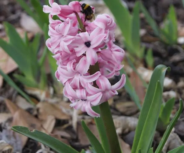 Country house Casa De Santo Antao - Padroes (Coimbra)