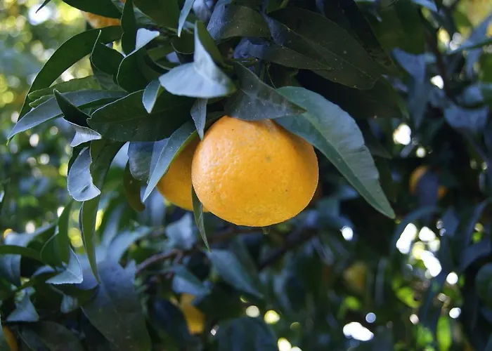 Country house Casa De Santo Antao - Padroes (Coimbra)